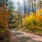 Tioga State Forest