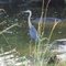 Blue Heron & Alligator