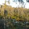 swamp