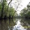 Morning on Bedico Creek