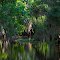 Louisiana Bayou