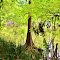 Atchafalaya National Wildlife Refuge