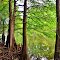 Bald Cypress, LA