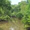 Calcasieu River @ Hwy 113 North View