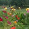 Summer Garden Flowers