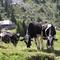 Vaches fribourgeoises au pied des Gastlosen