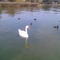 Bevaix Lac