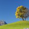Charmey tree and Mount Moléson