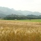 Gruyeres