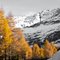 Autunno: Larici vestiti a festa