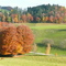 mb - 08.Nov. late autumn - Spätherbst