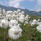 Eriophore passo delle Colombe Lucomagno