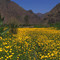Flowers in Hells Canyon, Idaho