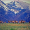 Freezeout Creek Elk