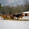Horses, King & Queen County, VA