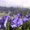 des pensées pour tous mes amis de panoramio