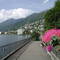 Ticino, Tessin, beautiful Flowers in Brissago