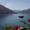 rose rosse e isole di  brissago