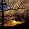 alberi al  tramonto-trees at sunset-árboles al atardecer