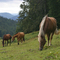 Pferde im Jura