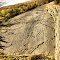 145 Million years old Apatosaurus  tracks ©2011☼