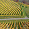 Neftenbach - Rebberge
