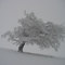 Arbre gelé dans une tempête de neige (Chasseral)