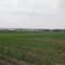 Cornfield near Eau Clair Wi