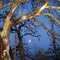 Lever de la lune !...