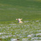 Das Schaaf im Gras © by Sunpixx