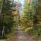 Im Wald auf dem Weg zum Tanzboden