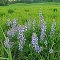 Wild Lupine