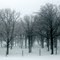 Stand of Oaks