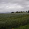 Poppy Field