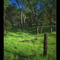 Paradise Fenced