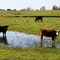 Cows grazing in the field