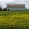Spring Mustard