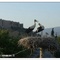 Selcuk - nido di cicogne  e vista sul castello