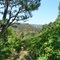Palisades Highland Landscape and Natural Vegetation