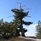 overlook tree