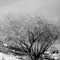 Winter Gloom