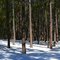 Winter in the Black Forest