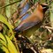 Cedar Waxwing - Ocoee - Florida