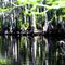 Old trees in the Orlando Swamps - © Thor Ostensen