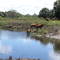 Cows in the river.