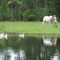 at the pond