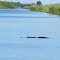 Alligator crossing the Rim Ditch at Okeechobee, FL