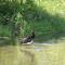 Black stork