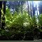  Deep forests of Slovakia_by Dagmar Skvaridlova ©