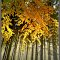 autumnal beauties of Slovakia nature_by Dagmar Skvaridlova ©